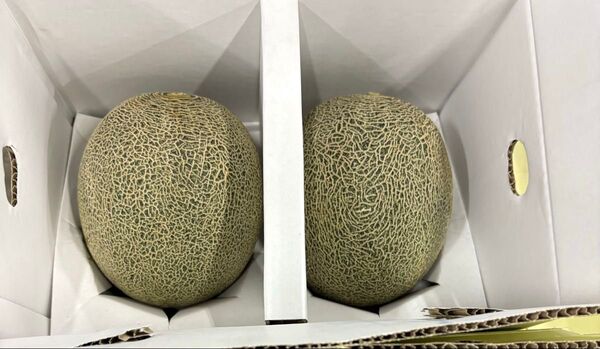 大玉サイズ 甘〜い! 肥後グリーン メロン ※2玉入り 4L オススメ商品