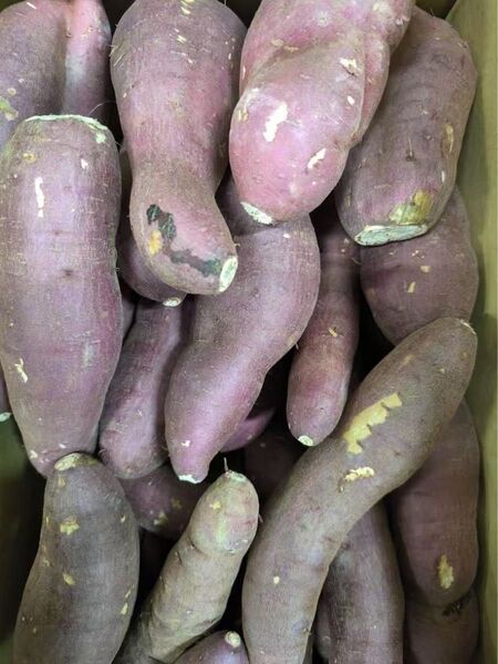 熟成紅はるか 濃厚で甘〜い! 大分産 10kg 紅はるか この時期に珍しい!