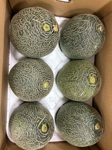 今季初の九州産 肥後グリーン メロン ※4〜6玉入り 5キロ ※送料無料 大容量