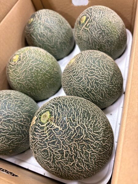 タイムセール!今季初の甘〜い! 肥後グリーン メロン ※4〜6玉入り 5キロ