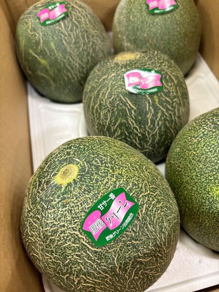 タイムセール!今季初の甘〜い! 肥後グリーン メロン ※4〜6玉入り 5キロ