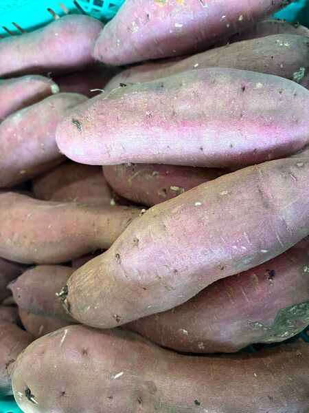 今季終了間近のため、早いもの勝ちセール!!甘い紅はるか 10kg 大容量セール この時期は珍しいです。