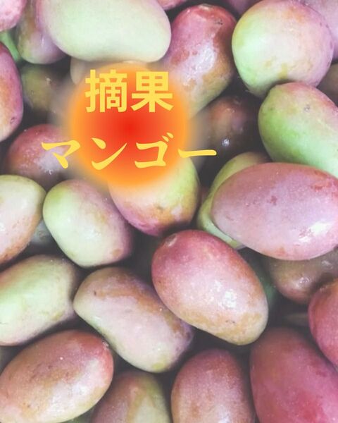 【早割り】【5月発送】 沖縄県産 摘果マンゴー 5kg 送料無料 大容量セール 硬いマンゴー ※大容量セール