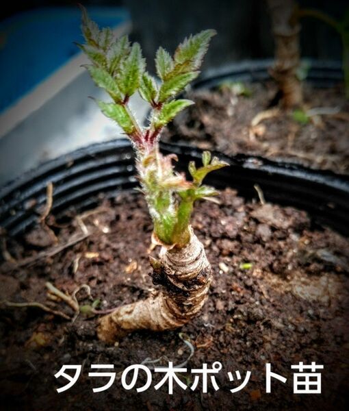 タラの木 7.5 cmポット苗 4 ポット