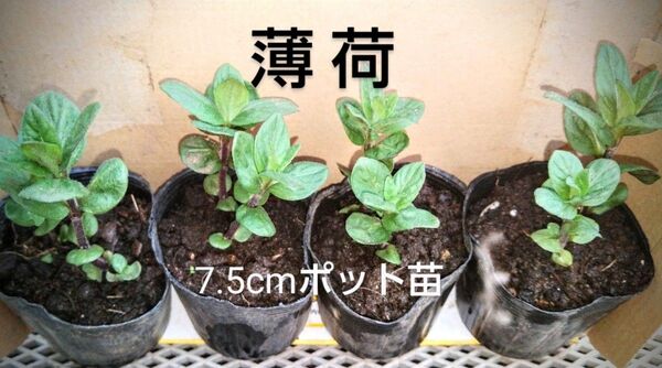薄荷(ハッカ) 7.5cmポット苗 4 ポット コンパクト便で発送予定