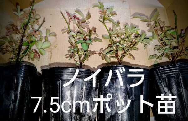 ノイバラ 棘なし種 茎の太さ4mm以下 7.5cmポット苗 4 ポット