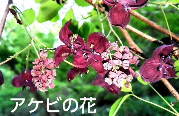 ミツバアケビ 12cmポット苗 2 ポット 花も綺麗な山野草