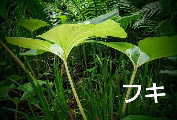 フキ 600g ふき 蕗