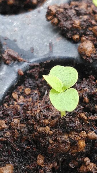 マタタビ仮植苗 (極小苗)セルトレイ苗 35 本