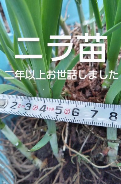 ニラ苗 15 株 抜き苗 二年以上お世話した根っこ