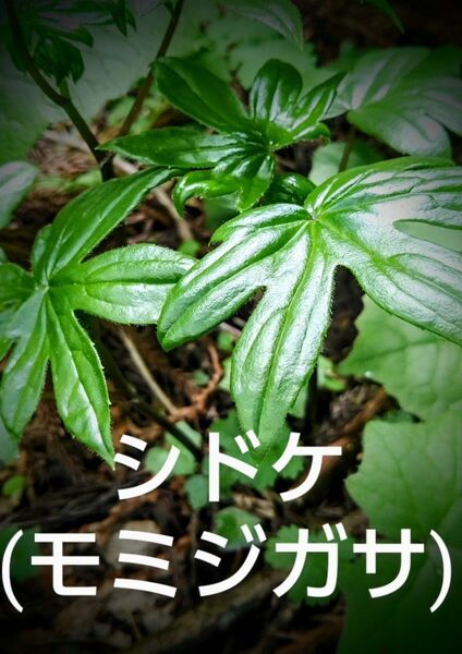 山菜 シドケ (モミジガサ) 250 g 昨年と同じ価格で販売です!