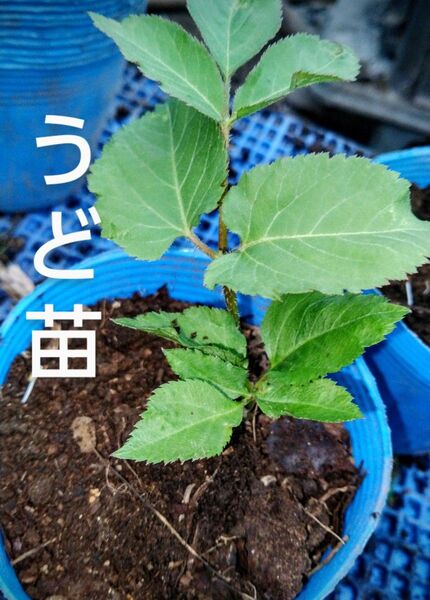 ウド 苗 12 cmポット苗 2 ポット