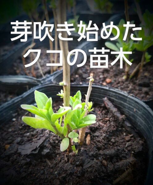 クコ 枸杞 7.5cmポット苗 4 ポット コンパクト便で発送