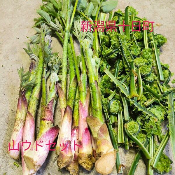 山ウドセット