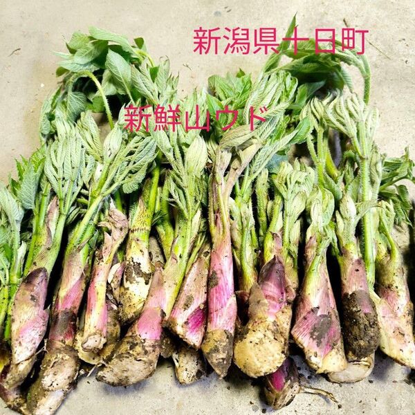 新鮮山ウド400