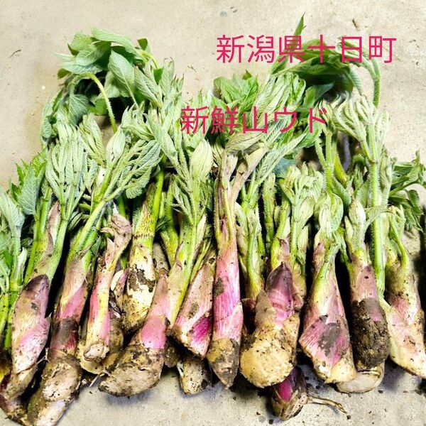新鮮山ウド400