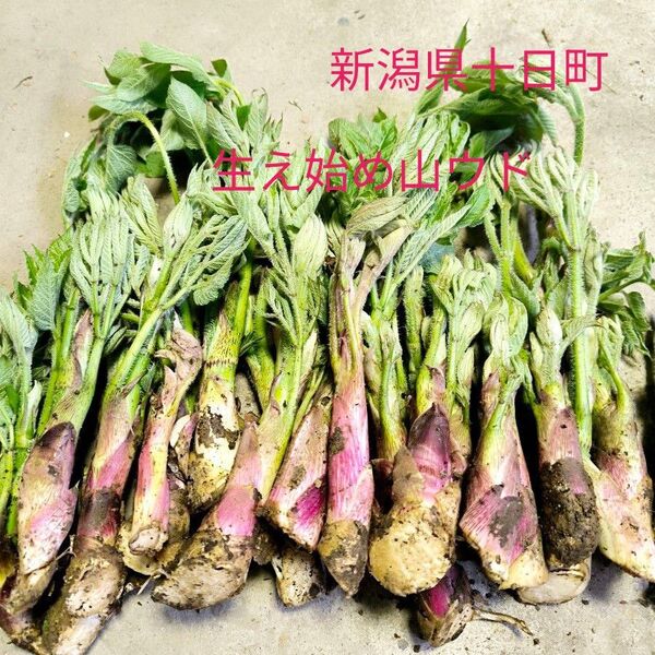 生え始め山ウド300