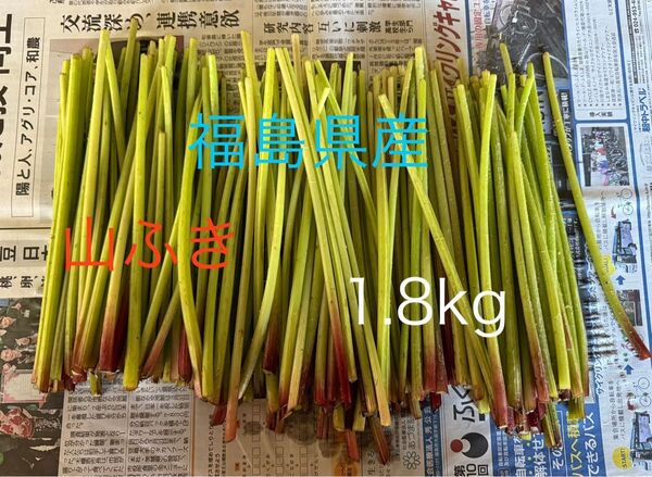 ふき 山ぶき 1.8kg 福島県産