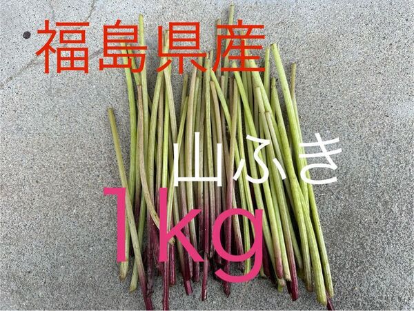 天然 ふき 山ふき 1kg