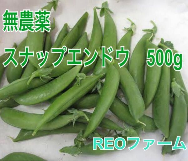 無農薬 スナップエンドウ 500g REOファーム