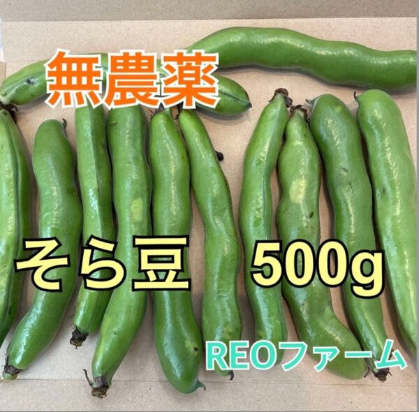 無農薬 そら豆 500g