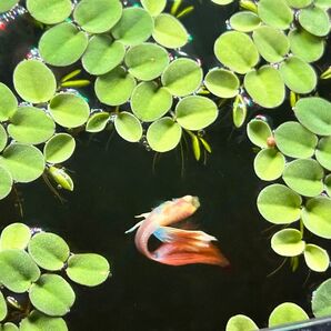 増量中!サルビニアミニマ