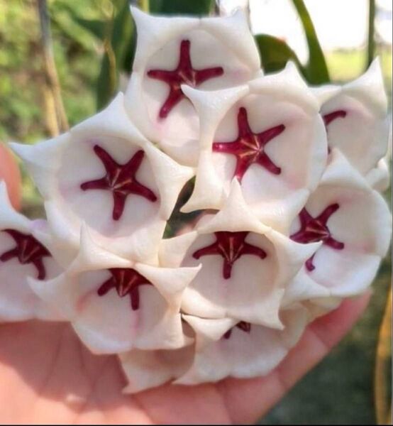 ホヤ アークボルディアーナ 大輪花種