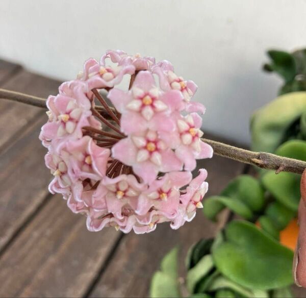 ホヤ コンパクタ 蕾付き