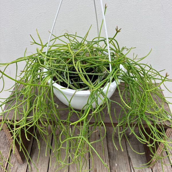リプサリス 吊り鉢