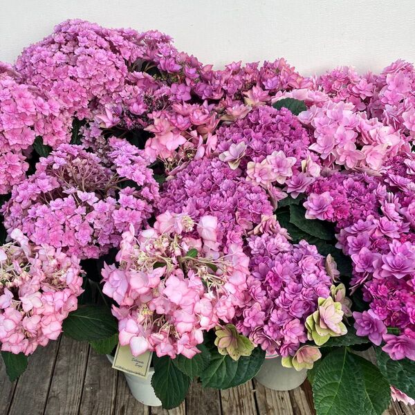 アジサイ 花傷み品5鉢セット ハイドランジア