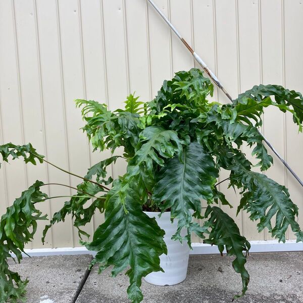フレボシア ニコラスダイヤモンド 鉢皿付き シダ植物