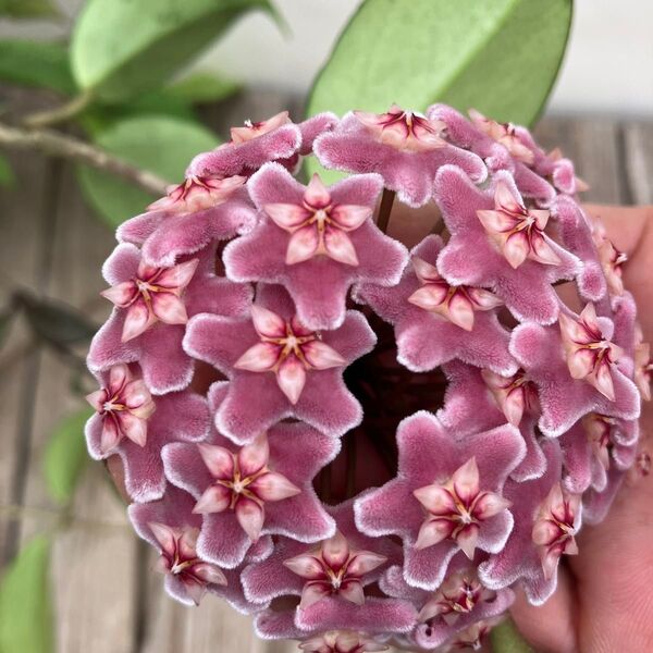 ホヤ プビカリクス 花座付き 吊り鉢