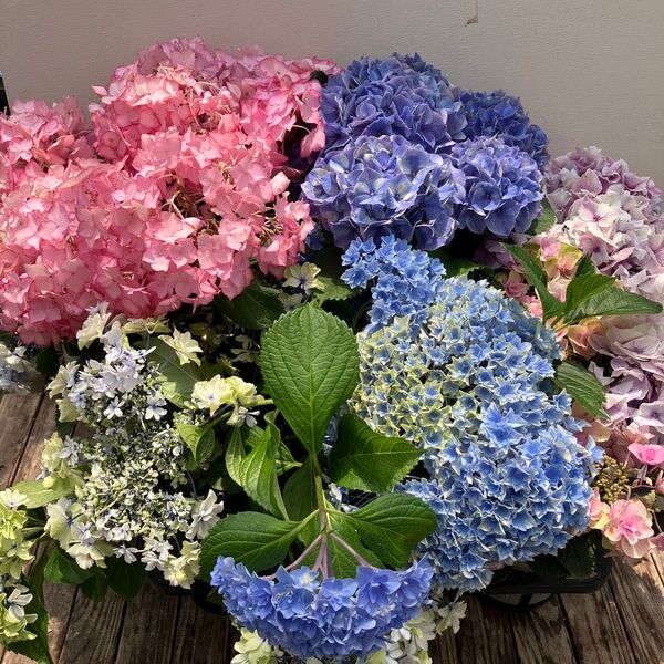 アジサイ傷み品6鉢セット ハイドランジア