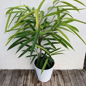 フィカス アムステルダムゴールド 鉢皿付き