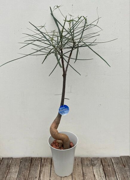 ブラキキトン ボトルツリー 鉢皿付き
