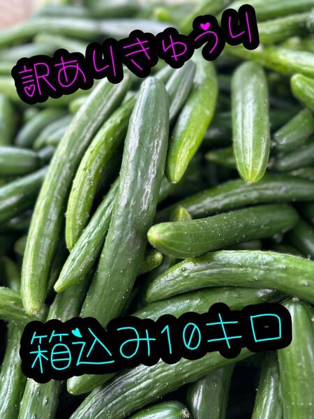 訳あり きゅうり 新鮮 10キロ 野菜