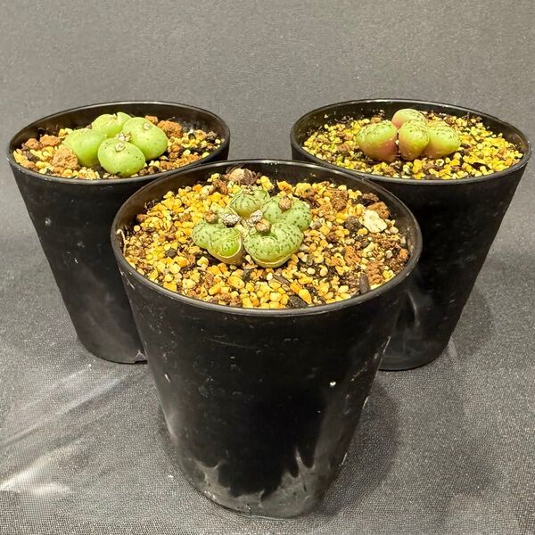 【SALE】多肉植物 コノフィツム オブコルデルム 3鉢セット