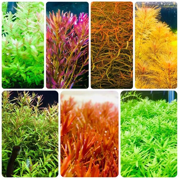 水草セット 7種類 水中葉 無農薬 無害虫