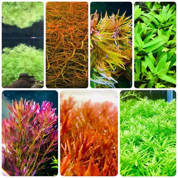水草セット 7種類 水中葉 無農薬 無害虫