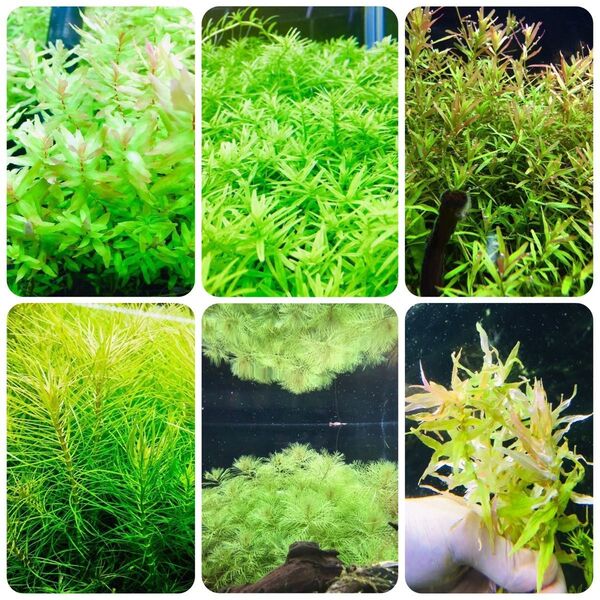 水草セット 緑系 水中葉 無農薬 無害虫