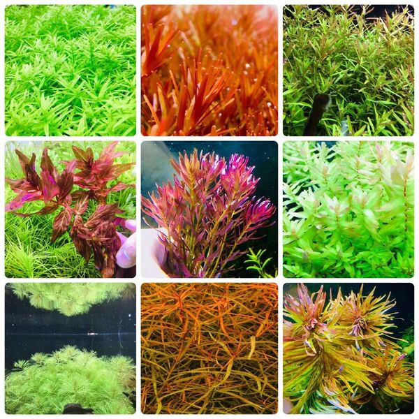 水草セット 9種類 水中葉 無農薬 無害虫