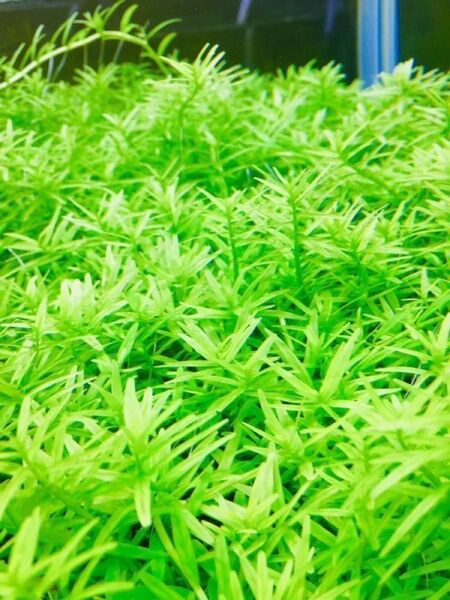 グリーンロタラ 30本 水中葉 無農薬 無害虫
