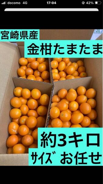 宮崎県産】金柑(きんかん)たまたま 約 3キロ サイズお任せ