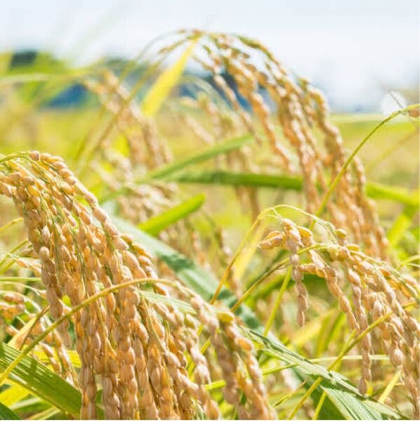 茨城県産 にじのきらめき 玄米 30kg