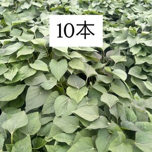 さつまいも苗 紅はるか10本