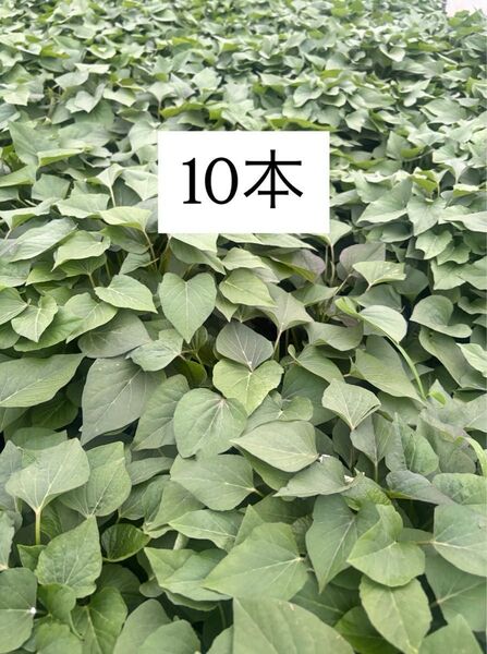 さつまいも苗 紅はるか10本