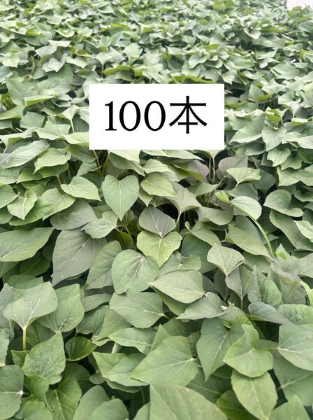 さつまいも苗 紅はるか100本