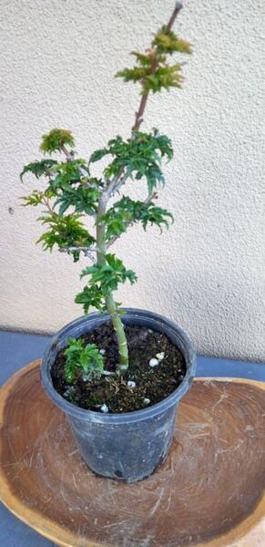 貴風盆栽紅葉獅子頭