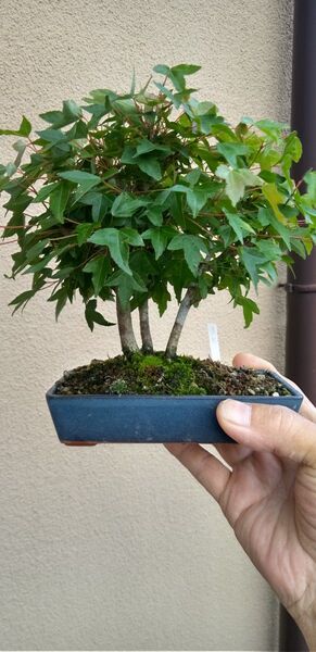 小品盆栽小葉の楓