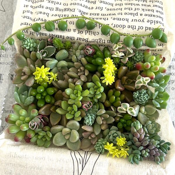 多肉植物 カット苗 詰め合わせ寄せ植え ちまちま寄せ